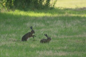 Haasjes bij Oostplas - Bron Fons Jonkers