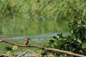 IJsvogeltje bij Oostplas - Bron Fons Jonkers