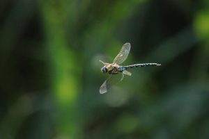 Libelle bij Oostplas - Bron Fons Jonkers