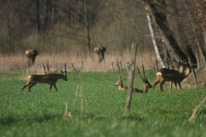 Reeën veld bij Oostplas - Bron Fons Jonkers