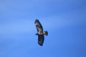 buizerd