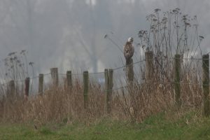 Buizerd bij Oostplas - Bron Fons Jonkers