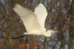 Grote zilverreiger bij Oostplas - Bron Fons Jonkers