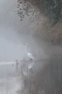 grote zilverreiger mist