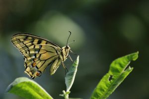 Koninginnepage bij Oostplas - Bron Fons Jonkers