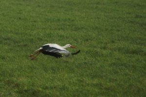 Ooievaar bij Oostplas - Bron Fons Jonkers