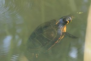 Schildpad bij Oostplas - Bron Fons Jonkers