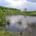 Natuur in onze wijk - Bron Piet Verheijen