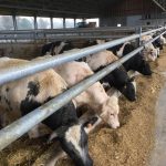 walhoeve rondleiding stallen