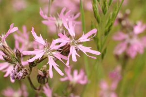 Echte koekoeksbloem - Silene flos-cuculi bij Oostplas