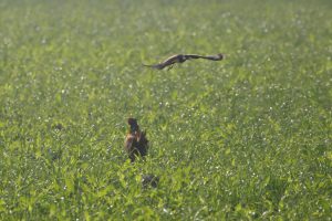 fazant en kieviet oostplas