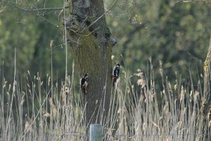 koppel bonte spechten bij oostplas