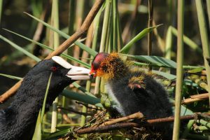 meerkoet jong bij oostplas