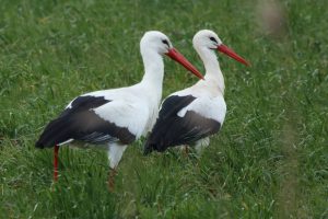 ooievaars bij oostplas