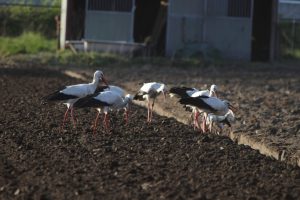 ooievaars bij oostplas