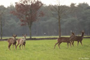 reeen bij oostplas