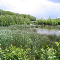 Natuur in onze wijk - Bron Piet Verheijen