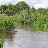 Natuur in onze wijk - Bron Piet Verheijen