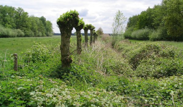 Natuur in onze wijk - Bron Piet Verheijen