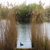 Wagenvoort waterpartij