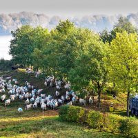 schapen Oostplas -Bron Fons Jonkers